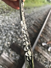 Odocoileus virginianus