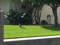 Iguana iguana