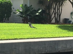 Iguana iguana