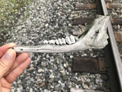 Odocoileus virginianus