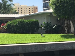 Iguana iguana