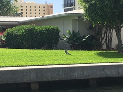 Iguana iguana