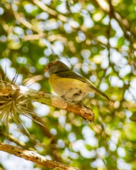 Cyclarhis gujanensis