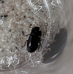 Alphitobius diaperinus