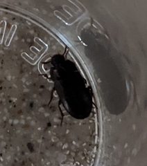 Alphitobius diaperinus