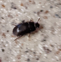 Alphitobius diaperinus