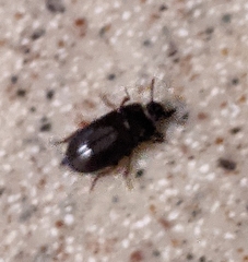 Alphitobius diaperinus