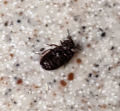 Alphitobius diaperinus