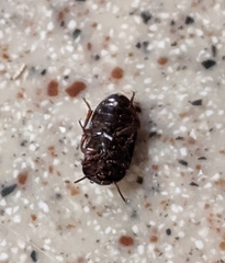 Alphitobius diaperinus