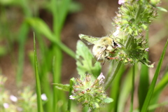 Bombus sonani