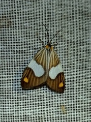 Nebulosa erymas
