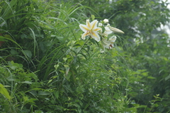 Lilium auratum