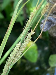 Carex lenticularis