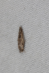 Mompha brevivittella