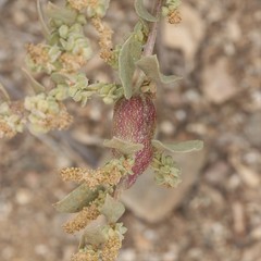 Asphondylia atriplicis