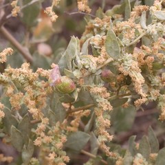 Asphondylia atriplicis