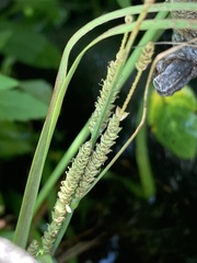 Carex lenticularis