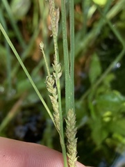 Carex lenticularis