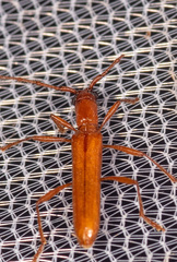 Aneflomorpha subpubescens