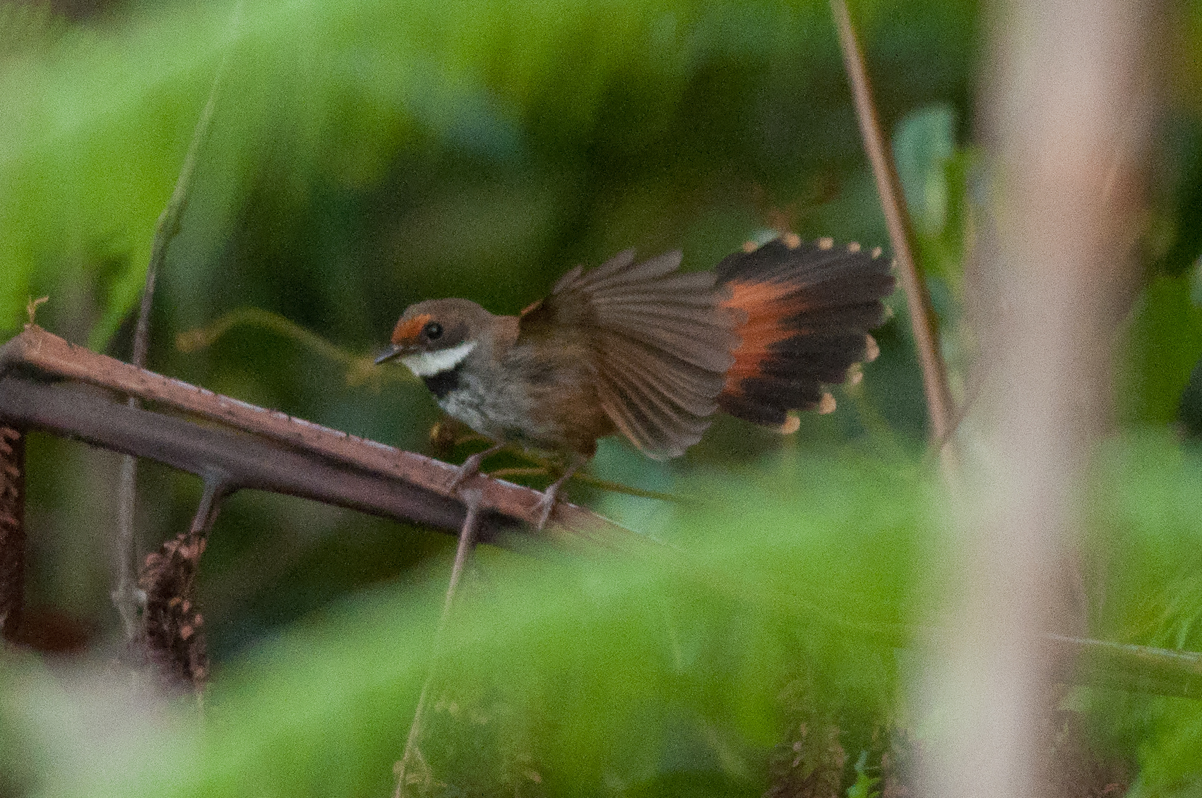 Taliabu Fantail illustration