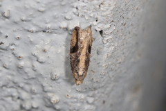 Proteoteras crescentana