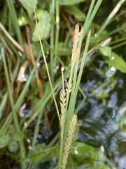Carex lenticularis