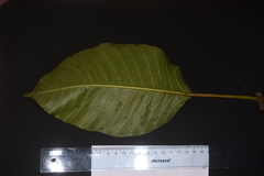 Ficus cuatrecasasiana