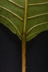 Ficus cuatrecasasiana