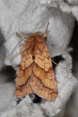 Pyrrhia exprimens