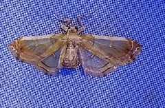 Euleucinodes conifrons