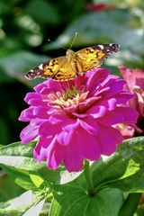 Vanessa virginiensis