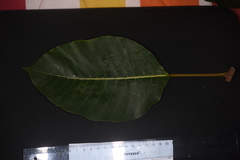Ficus cuatrecasasiana