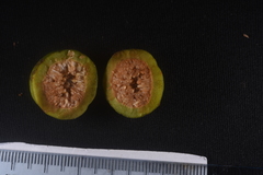 Ficus cuatrecasasiana