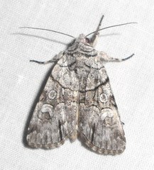 Sympistis chionanthi