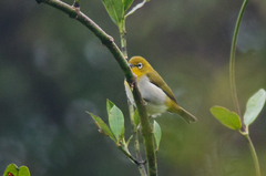 Zosterops japonicus montanus
