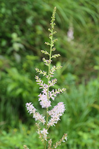 Astilbe microphylla, photograph 5