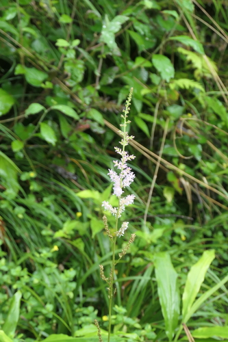 Astilbe microphylla, photograph 6