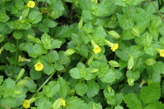 Erythranthe nepalensis