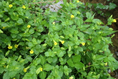 Erythranthe nepalensis