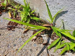 Digitaria ischaemum