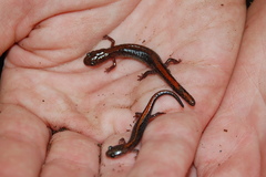 Plethodon angusticlavius