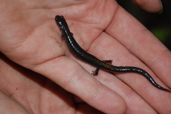 Plethodon angusticlavius