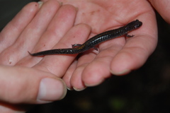 Plethodon angusticlavius