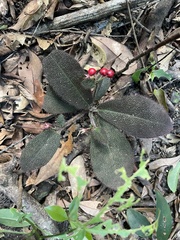 Ardisia mamillata