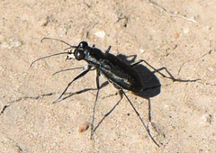 Cicindela nigrocoerulea