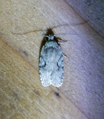 Agonopterix curvilineella