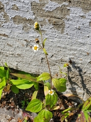 Galinsoga quadriradiata