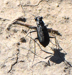 Cicindela nigrocoerulea
