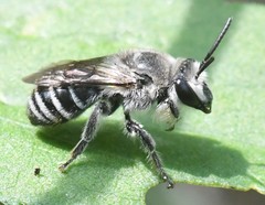 Colletes latitarsis