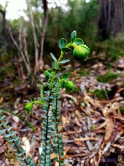 Pimelea sulphurea